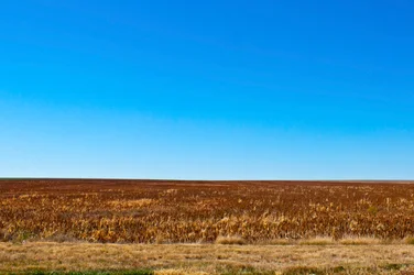 Sorgo pronto per la raccolta, Eads, Colorado